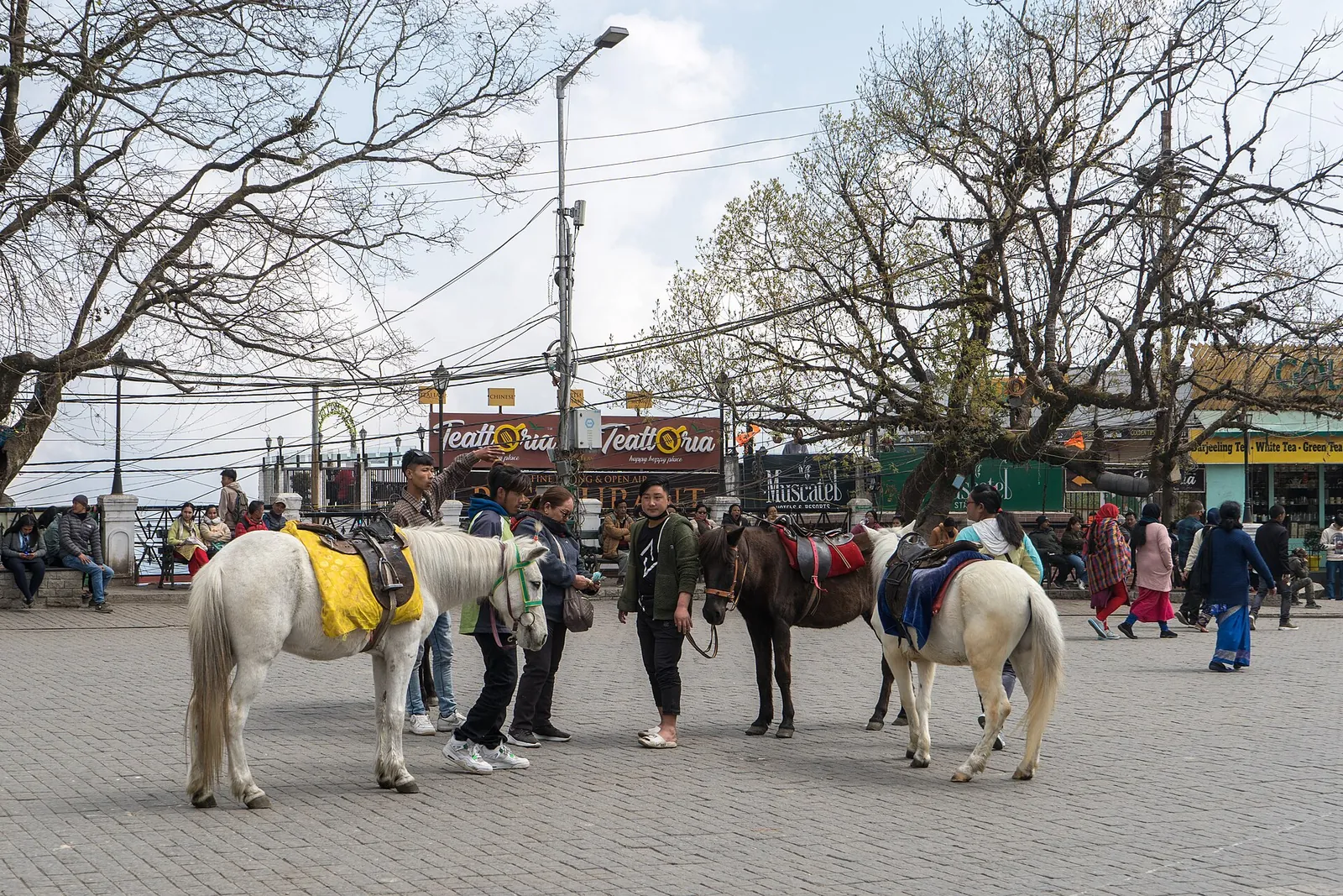 Ponies waiting for riders on Chowrasta square, Darjeeling