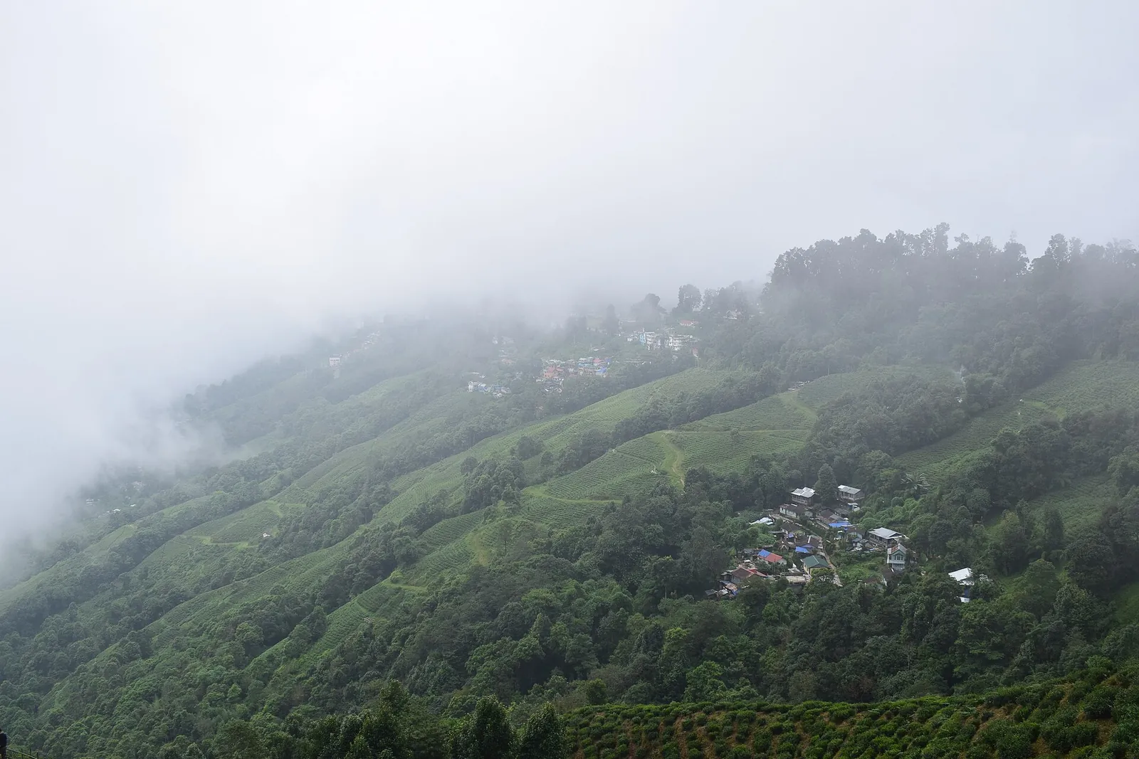 Tea bushes on the slopes of Happy Valley Tea Estate in the mist