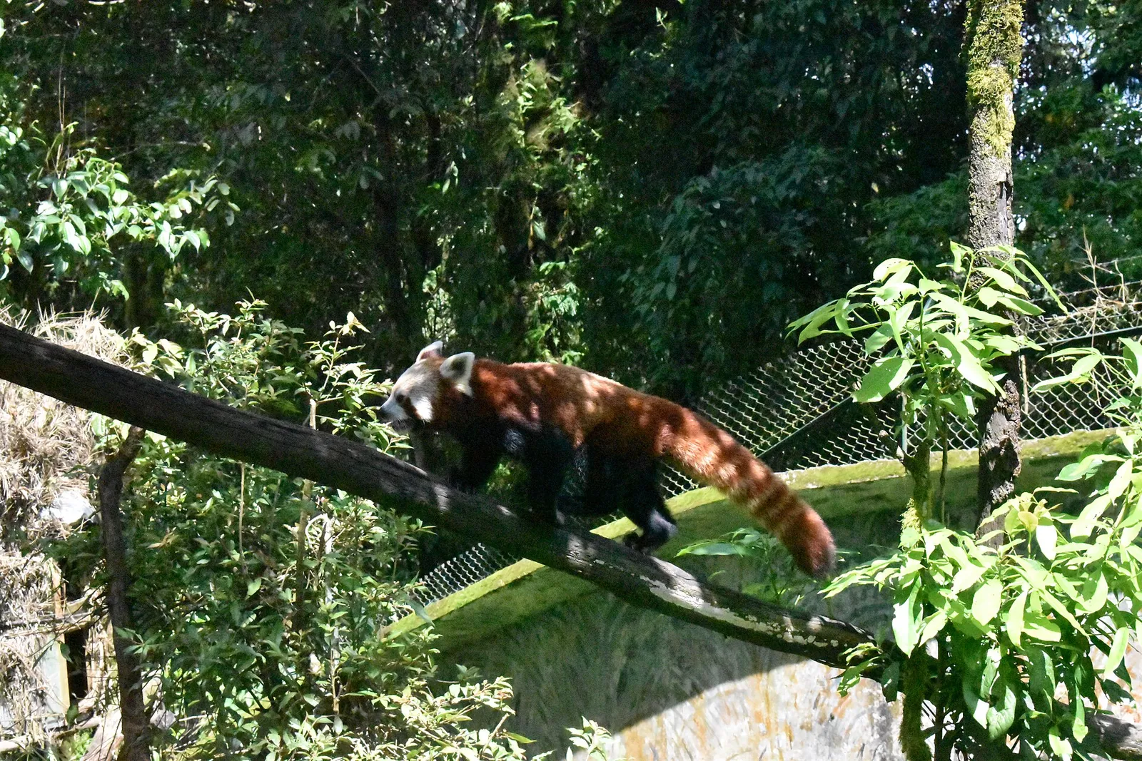 A red panda walking along a branch at the Darjeeling zoo