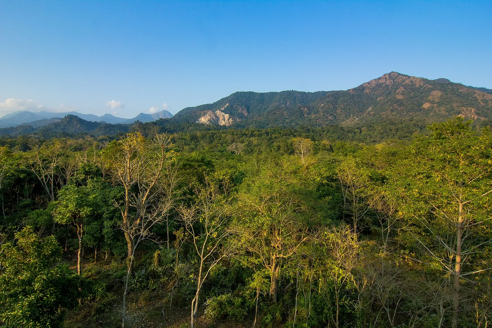 Forest canopy of Buxa Tiger Reserve below the Bhutan hills