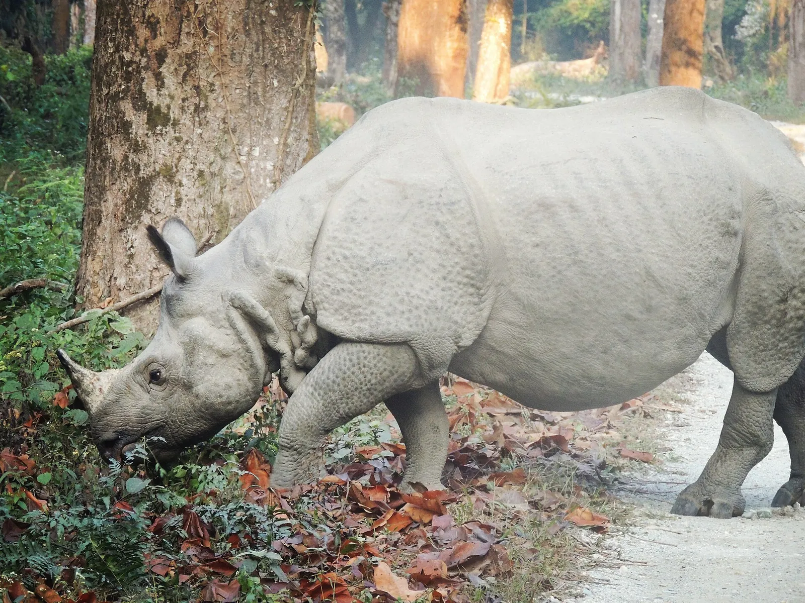 A male rhino grazing beside a forest track in Gorumara