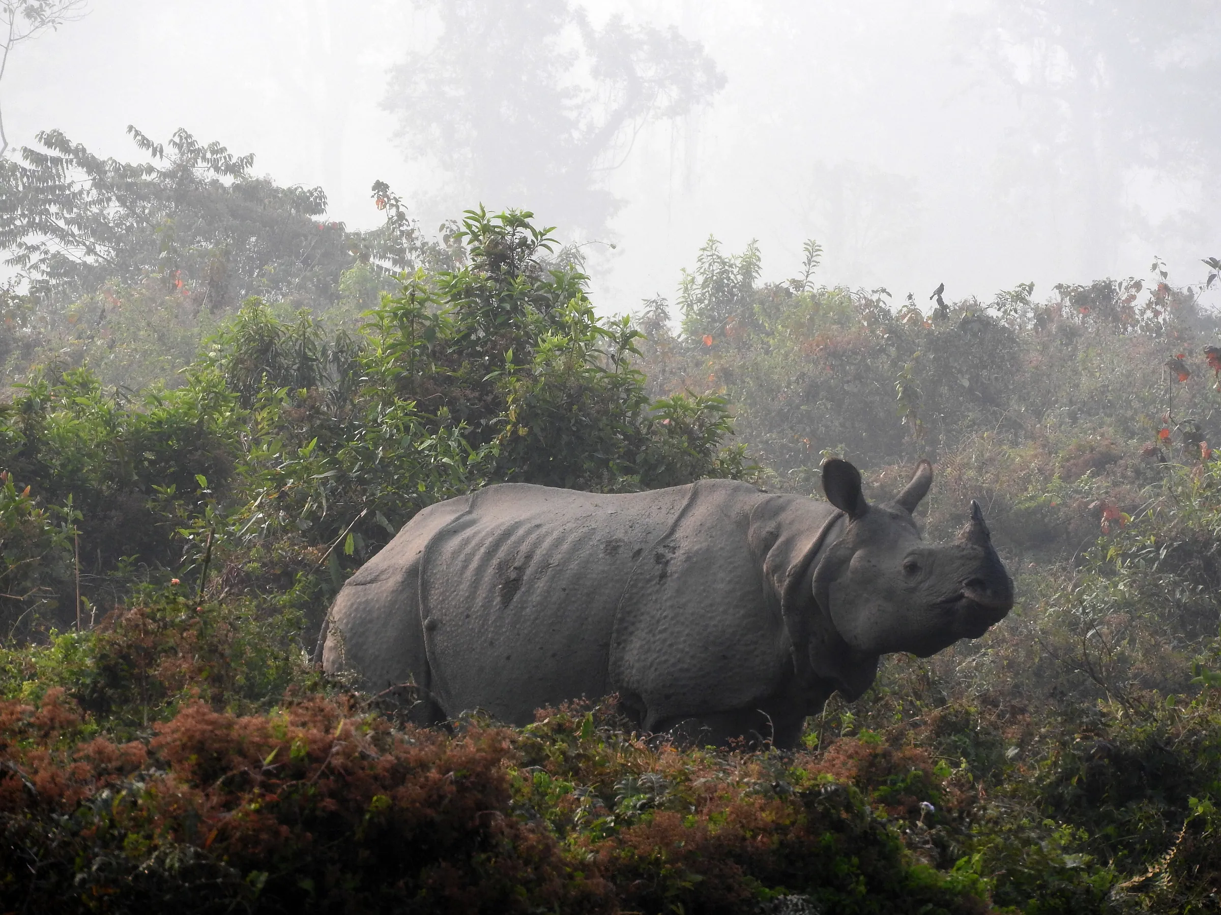 A one-horned rhino in the forest on a misty morning in the Dooars