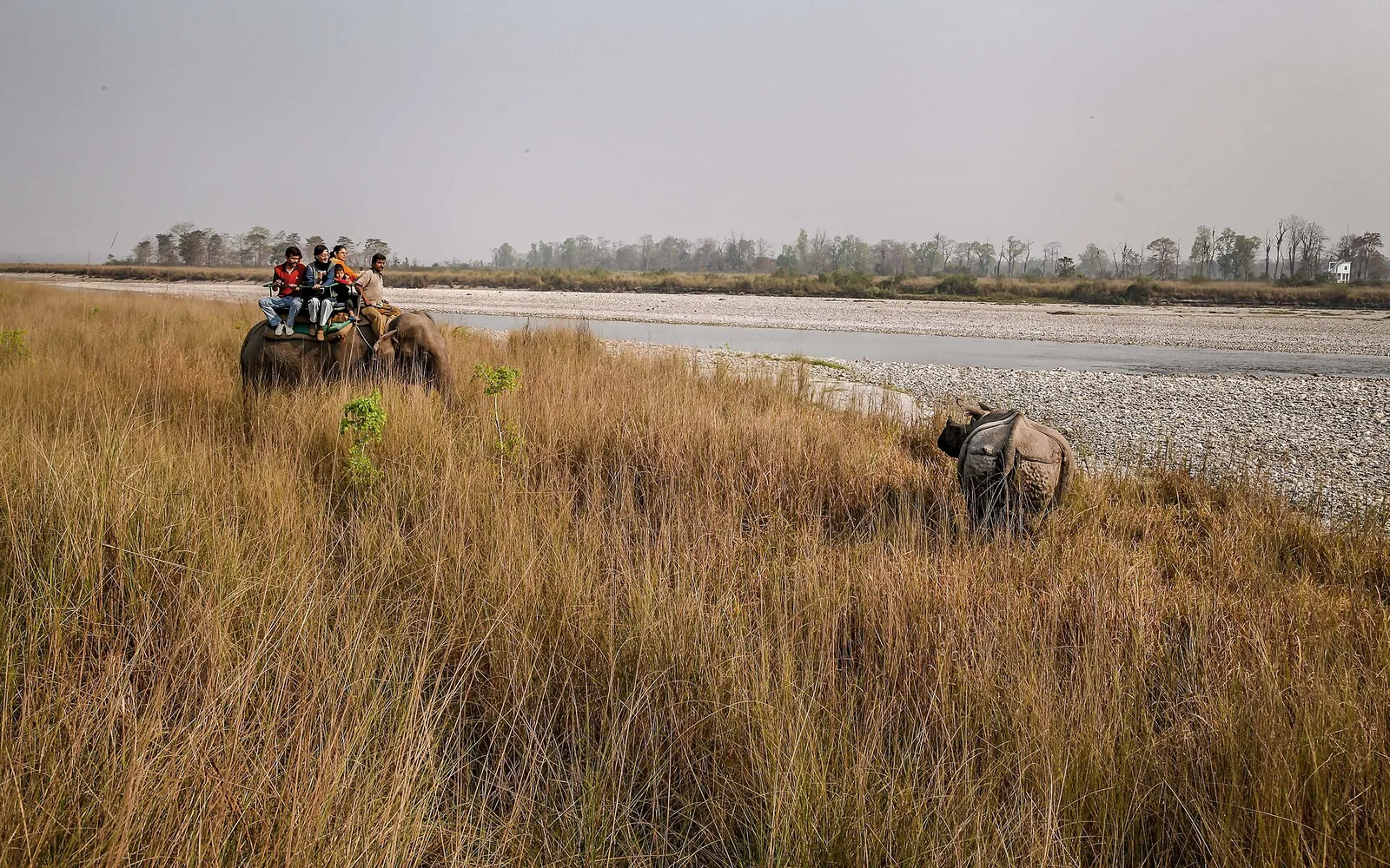 Elephant safari watching a rhino by the river at Jaldapara