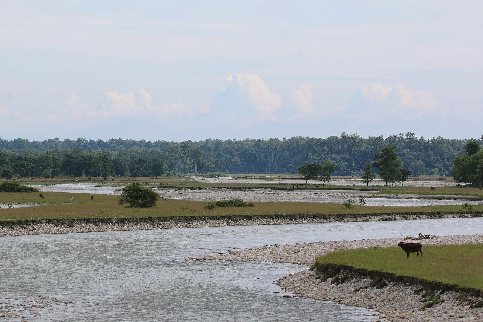 The Murti river winding through grassland at Gorumara
