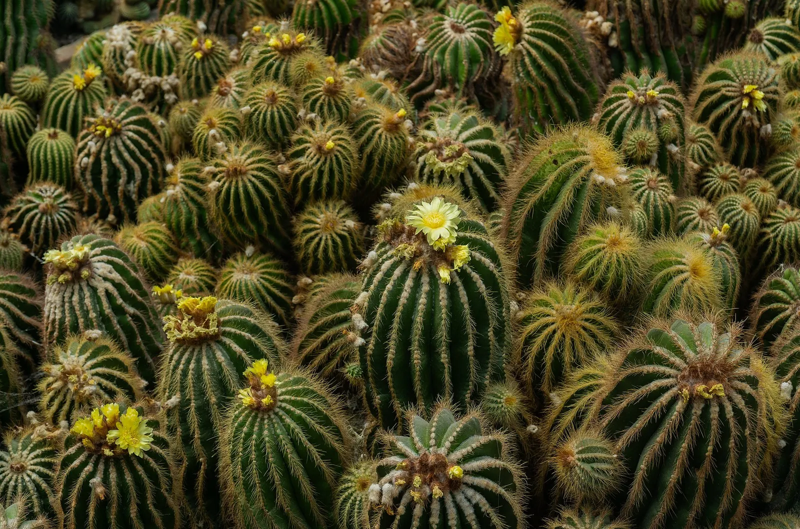 Rows of flowering cacti at Pine View Nursery, Kalimpong